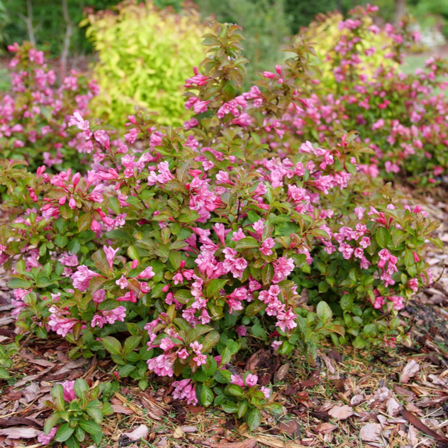 Proven Winners ColorChoice 5" Pink Midnight Sun Reblooming Weigela Live Plant in 4.5" Pot (4 Count)