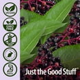 thumbnail image 3 of Nature’s Answer Sambucus Elderberry Syrup, Great-Tasting Vegan Immune Support, 4 fl oz, 3 of 6