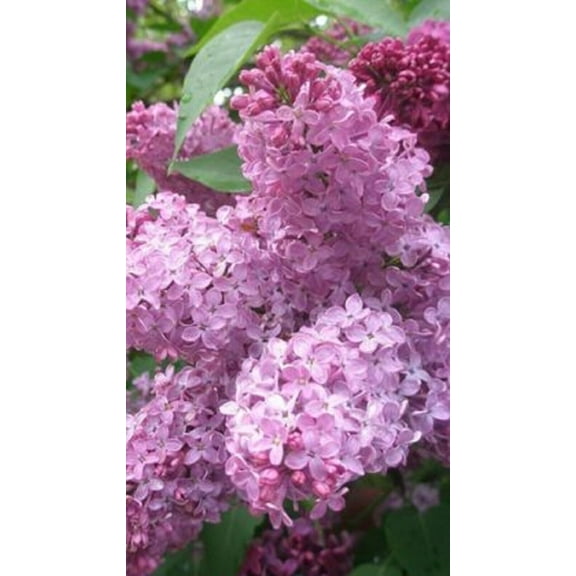 25 Heather Lilac Seeds Bloom Perennial Flowers Fragrant Seed Flower Shrub Bush