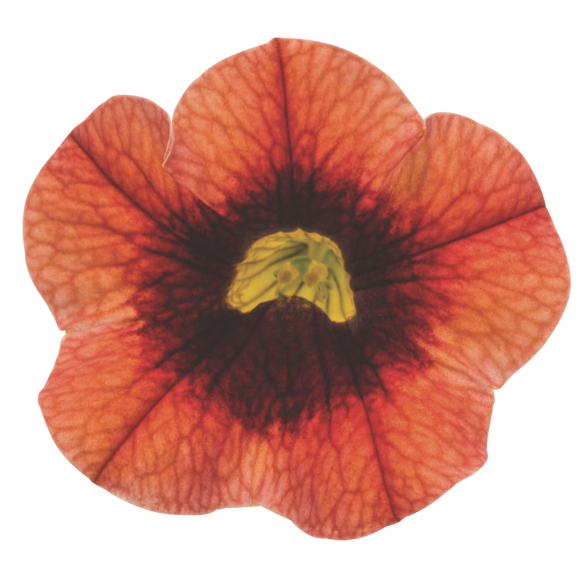 Proven Winners 4" Orange Superbells Tangerine Punch Calibrachoa Live Plant in 4.25" Pot (4 Count)