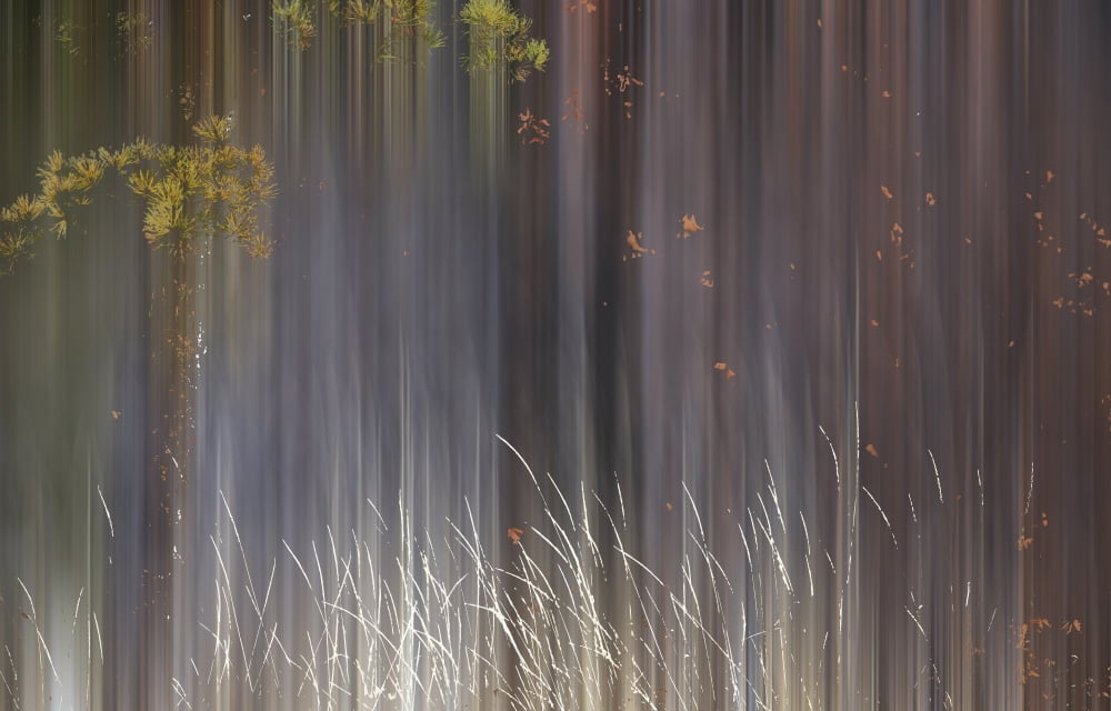 Abstract Trees With