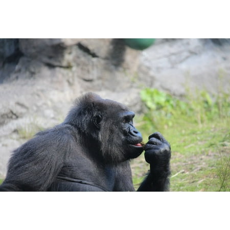 Canvas Print Gorilla Primate Zoo Ape Animal Stretched Canvas 10 x (Best Camera Zoom App For Iphone 5)
