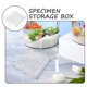 thumbnail image 3 of HAMPPLIES Caja Acrílica Transparente Para Exhibición Y Almacenamiento De Conchas Marinas Múltiples, 3 of 6