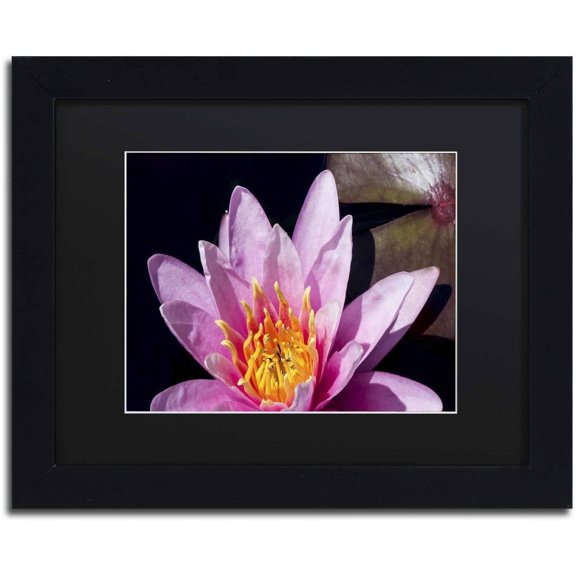 Trademark Fine Art "Pink Water Lily" Canvas Art by Kurt Shaffer, Black Matte, Black Frame