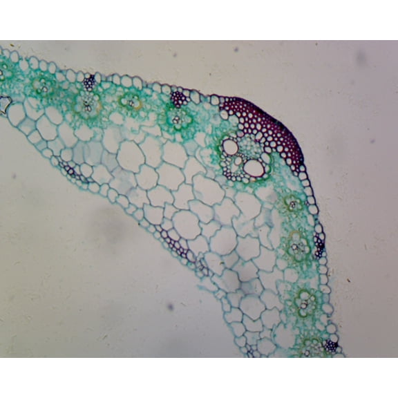 Microscope Slides - Zea Mays (Corn) Leaf; Cross Section