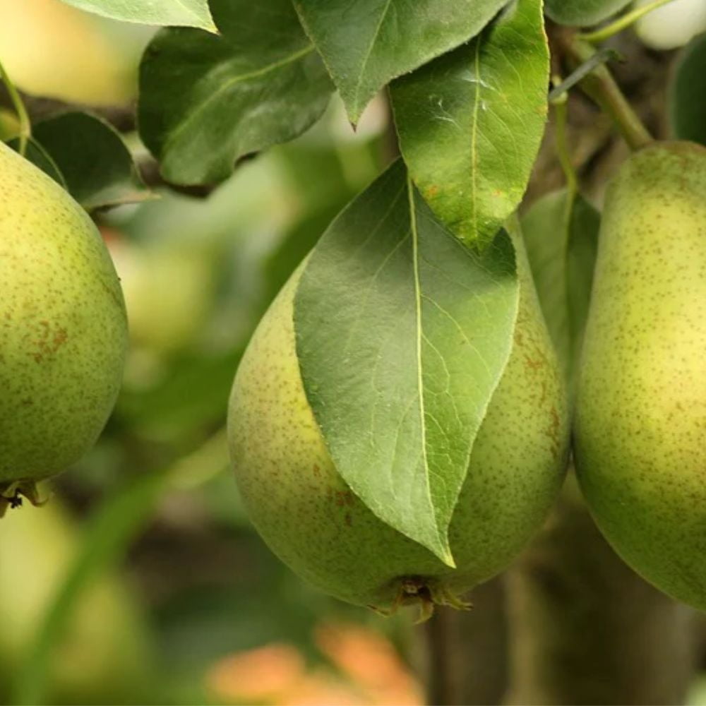 Expert Gardener Bartlett European Pear Live Tree, 3-4 ft Tall, 7-Gallon Grower Pot