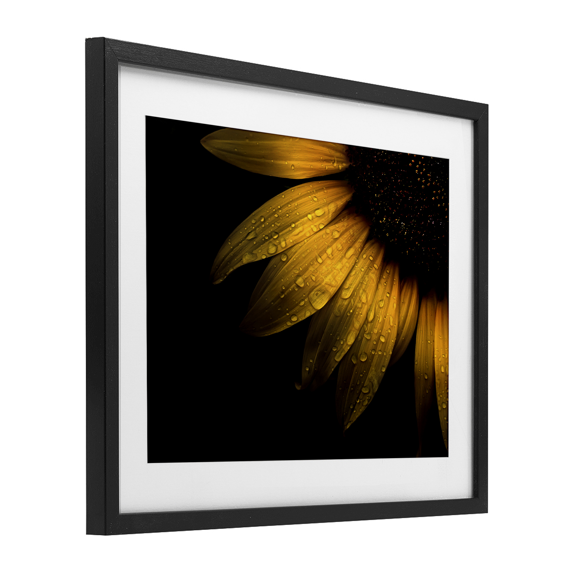 Water Droplets on Sunflower Black Framed Print Under Glass, design by Brian Carson Photography
