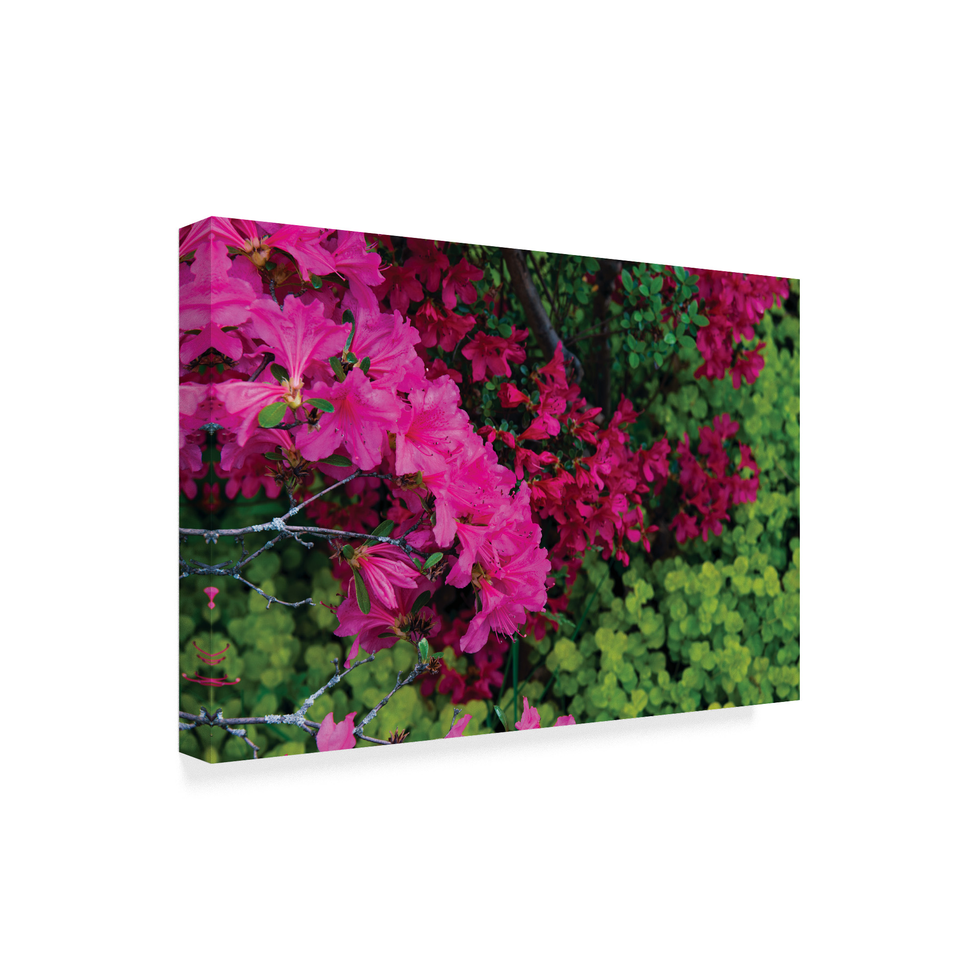 Trademark Fine Art 'Hot Pink, Red and Chartreuse' Canvas Art by Kurt Shaffer