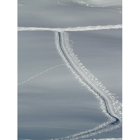 Backcountry Cross Country Skiing Canvas Print Trail Cross Country Skiing Backcountry Skiiing Trace Stretched Canvas 10 x 14 ()