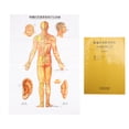 thumbnail image 2 of Human Acupoint Acupuncture Chart,Human Acupuncture Model Large Acupoint Acupuncture Chart Human Acupuncture Chart User-Friendly Design, 2 of 14