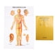 thumbnail image 1 of Modelo de acupuntura humana Ticfox tabla manual en chino e inglés, 1 of 14