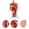 thumbnail image 3 of Modèle de Cavité Nasale 1 Pce Modèle de Cavité Orale Pharynx Larynx Modèle Anatomique, 3 of 6