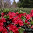 thumbnail image 4 of Proven Winners ColorChoice Perfecto Mundo Red Azalea Live Shrub (2 Gallon), 4 of 10