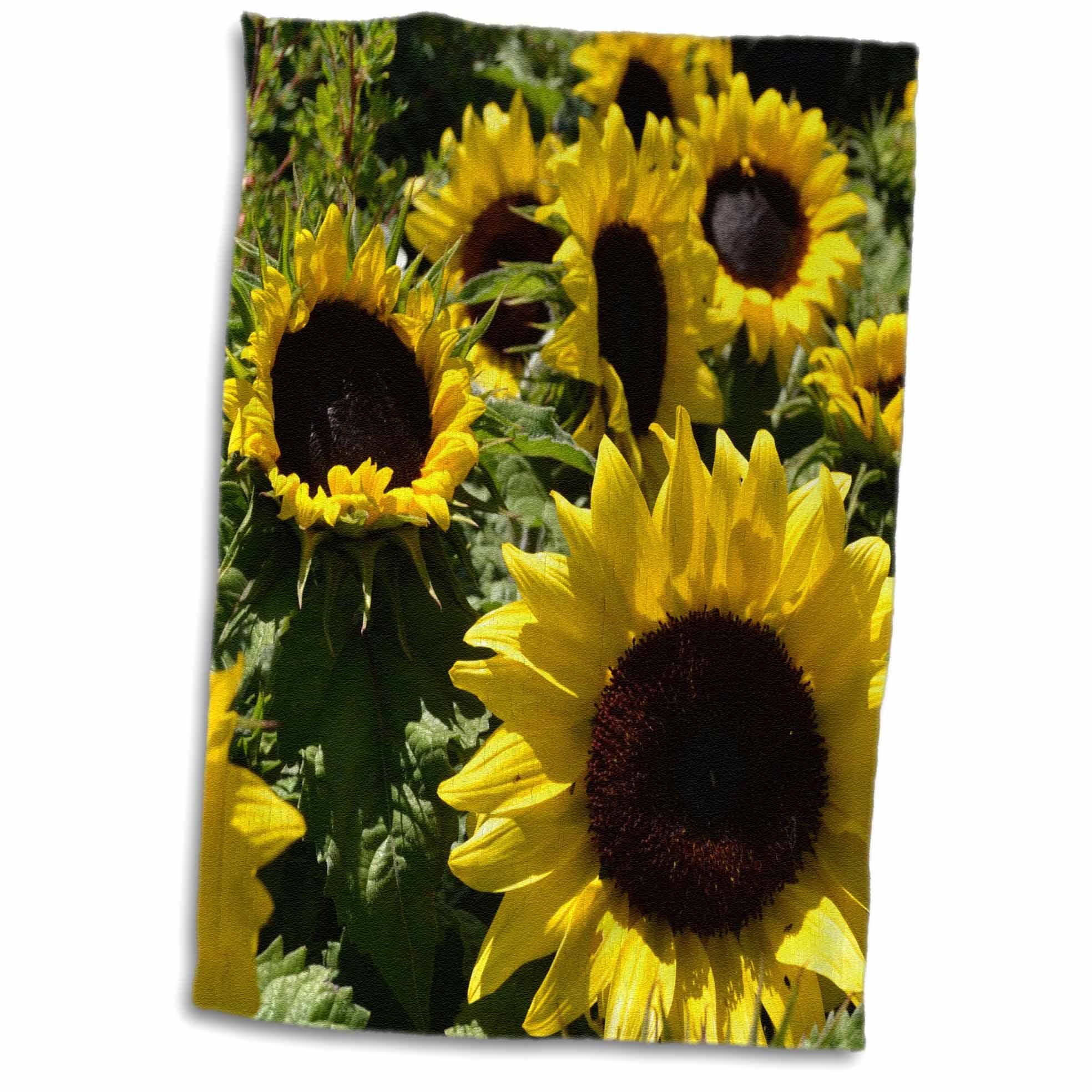 3dRose Field of Sunflowers Towel, 15 by 22inch