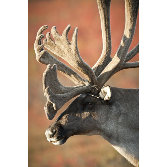 Profile View Of A Male Caribou With Large Antler Rack Denali National Park And Preserve Interior Alaska Autumn Canvas Art - Doug Lindstrand Design Pics (22 x 34)