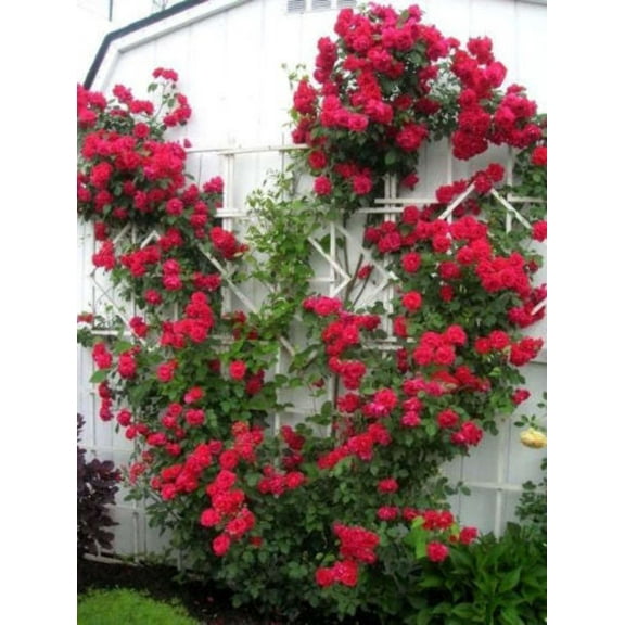 Seedville 5 Red Climbing Rose Flower Seeds, Fragrant Butterfly Attracting Blooms