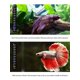 thumbnail image 5 of 2pcs Lcd Digital Thermometer Stickers With Color-changing Feature For Fish Tanks, Reptile Tanks Within 18-34°c Temperature Range, Suitable For Fish Ke, 5 of 5