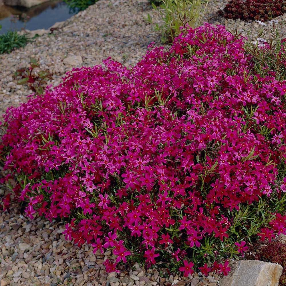 Scarlet Flame Creeping Phlox Perennial Gallon Pot