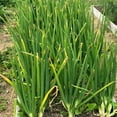 thumbnail image 4 of 10 Egyptian Walking Onions Live Plants, Perennial Onion Plants, 1 Year Old Walking Onion for Outdoor Garden, 4 of 5