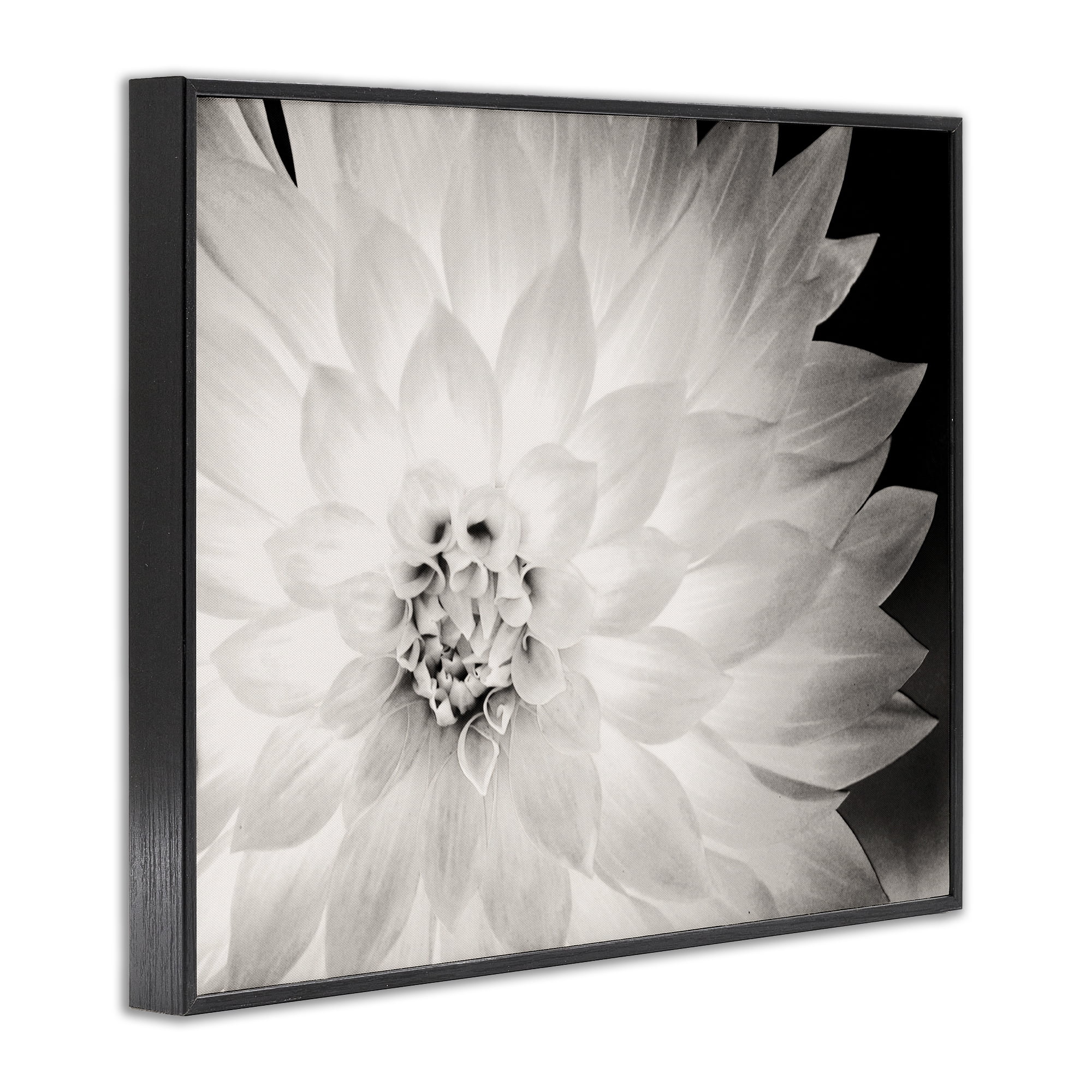 Stupell Industries Strong Dahlia Petals Botanical & Floral Photography Black Framed Art Print Wall Art, 14 x 11