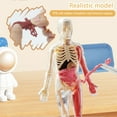 thumbnail image 4 of Yesbay 1 Set Human Body Model with Tray Tweezers ,Removable Human Torso Anatomy Teaching Aid School Students Organs Bones Learning Educational Toy, 4 of 13