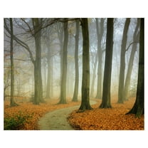 Masterpiece Art Gallery Misty Twisty Autumn Forest by Lars Van de Goor Canvas Photo Art Print 22" x 28"