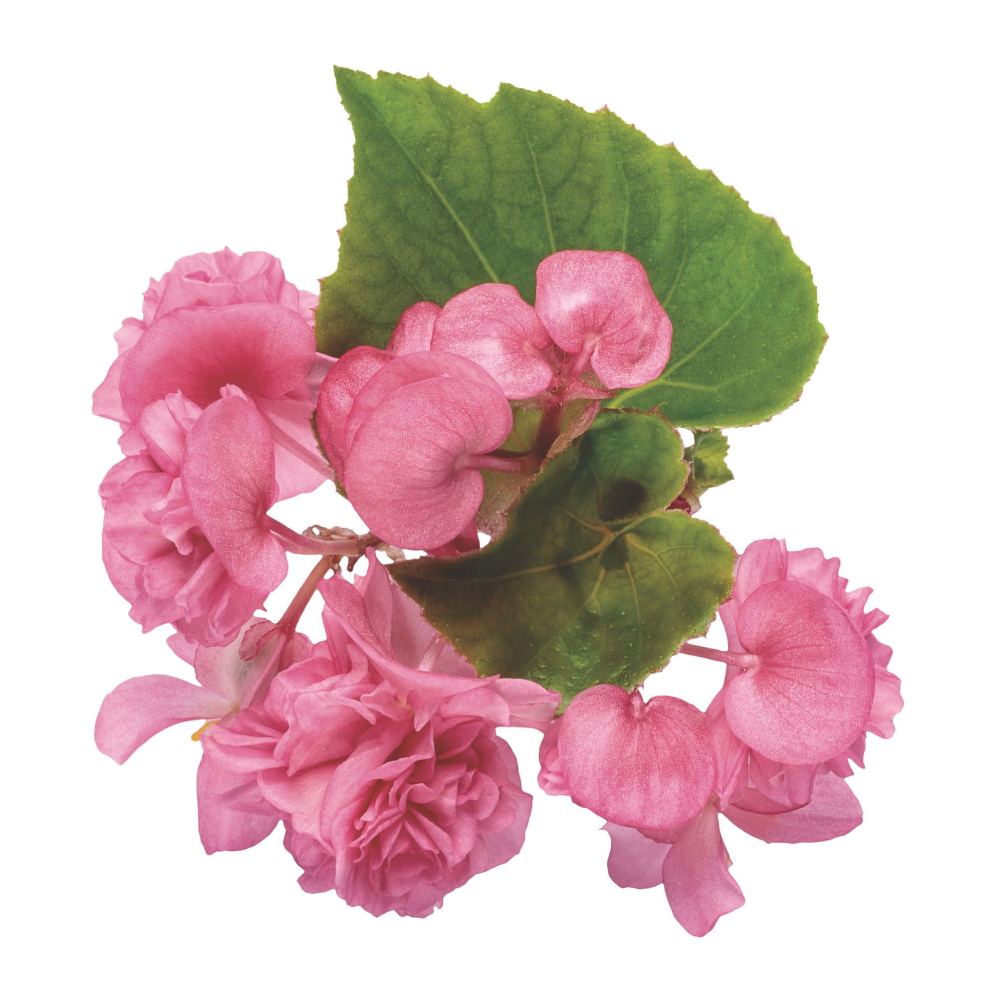 Proven Winners 4" Double Up Pink Begonia Live Plant in 4.25" Pot (4 Count)