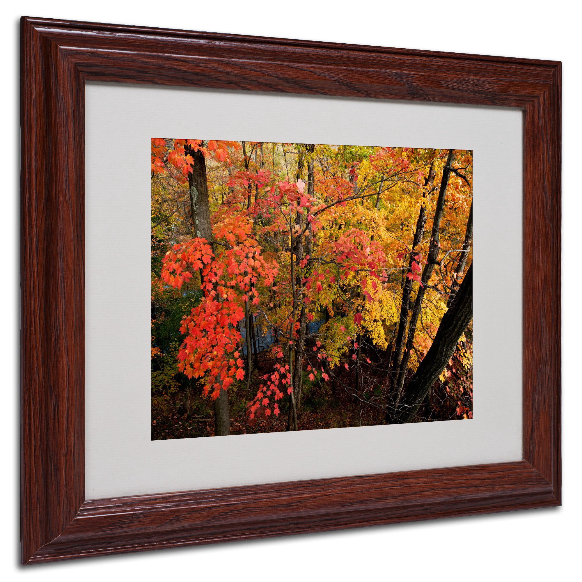Trademark Fine Art "Brilliant Autumn Forest" Canvas Art by Kurt Shaffer, Wood Frame