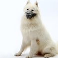 thumbnail image 4 of de perro suave para perros pequeños, medianos y grandes, de malla de aire, máscara de perro, lamiendo - Gris Sunnimix Hocico duradero, 4 of 8