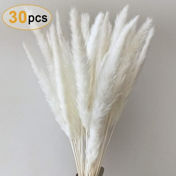 Pampas Grass, Natural Pampas Grass Dried Pampas Grass Phragmites