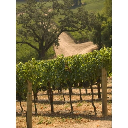 Hess Collection and Winery Vineyard View, Napa Valley, California Print Wall Art By Walter