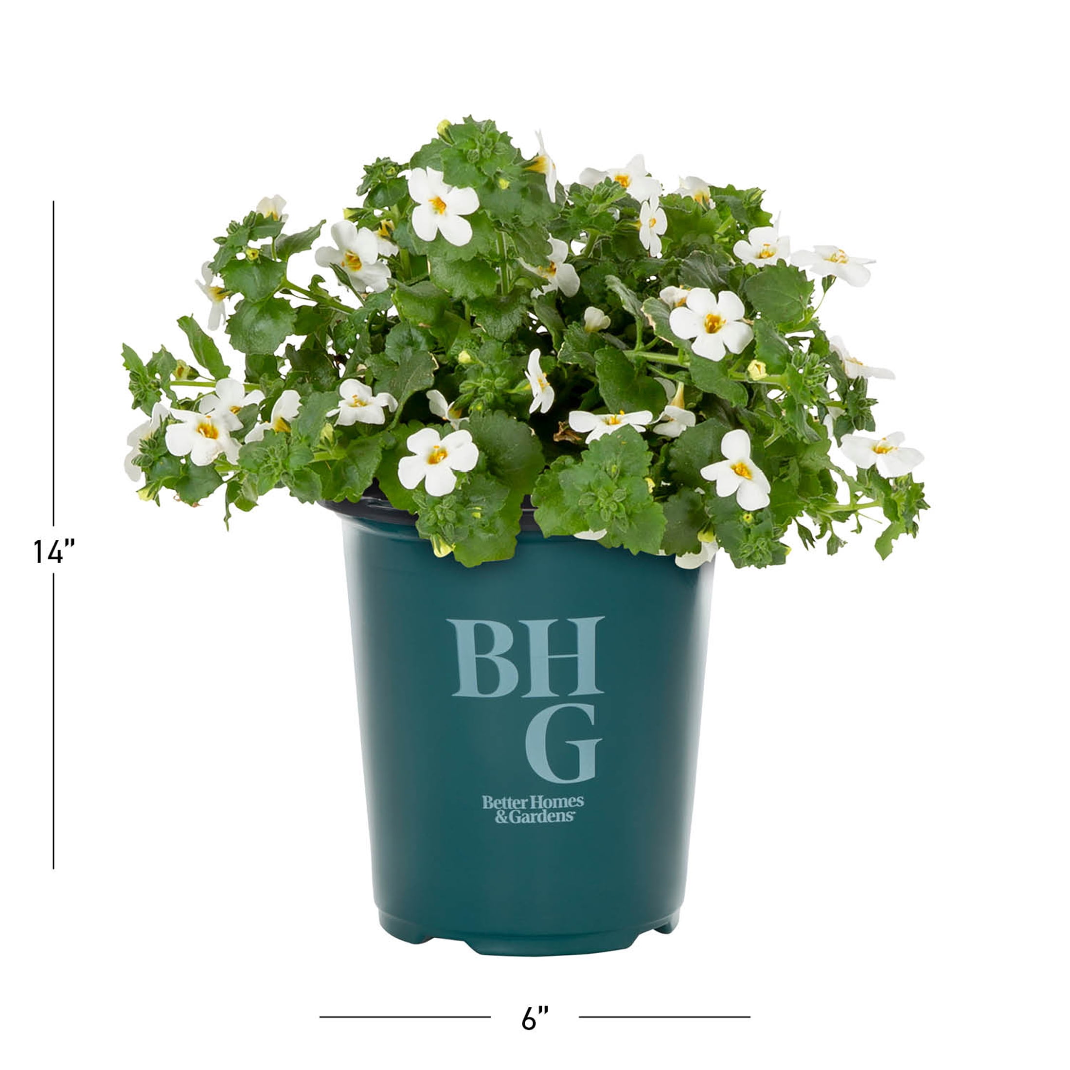 Better Homes & Gardens 1.5PT White Bacopa Live Annual Plant Sun 5-Pack