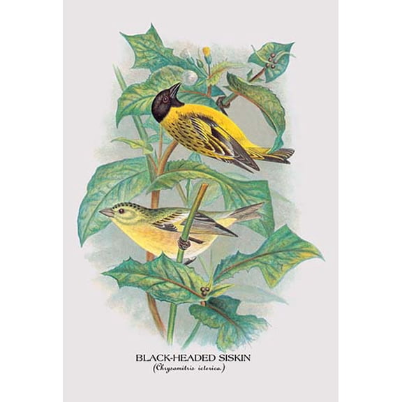 Black-Headed Siskin Fine art canvas print (20" x 30")