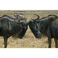 thumbnail image 2 of Williams, Joanne 32x23 Black Ornate Wood Framed with Double Matting Museum Art Print Titled - Kenya Two wildebeest begin confrontation, 2 of 4