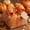 A, variant on Hvot&aat Fall Wired Edge Ribbon 2.5in x 5 Yards Pumpkin Maple Gingham Orange Ribbon Thanksgiving Harvest Wreath Bow Gift Wrapping Farmhouse Front Door Decor