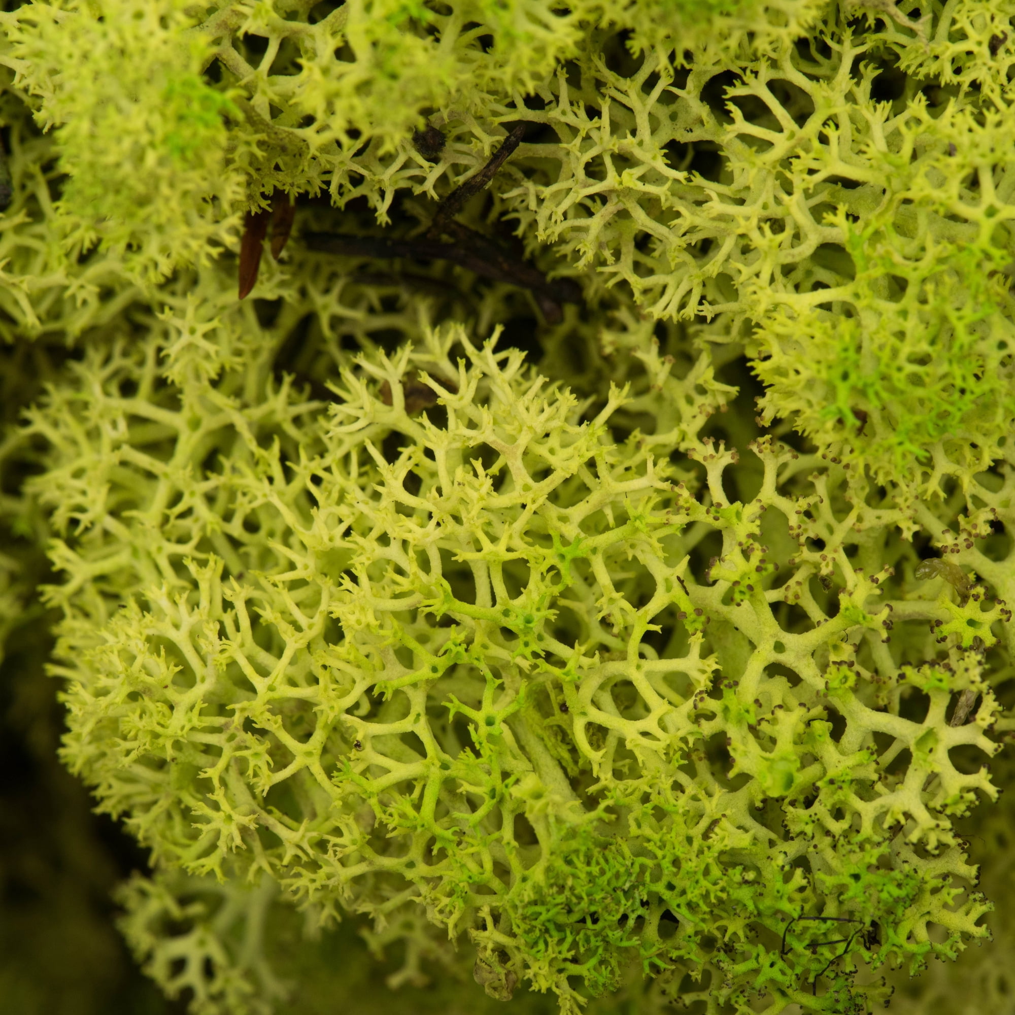 Vickerman Box Lime Green Moss, Reindeer- 9 lb bulk, Preserved