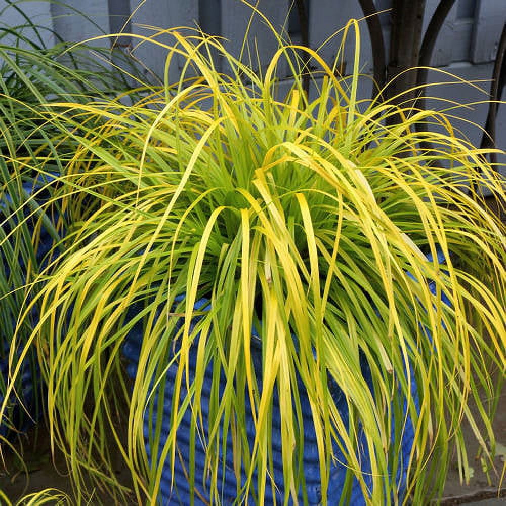 Southern Living EverColor Everillo Carex 'Sedge' Live Shrub in 2.5-Quart Grower Pot