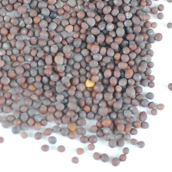 Organic Brown Mustard Sprouting 8Oz ~90,00 Seeds – Non-GMO, Heirloom – Spicy Horseradish Flavor – High Protein, Fast-Growing – 5-6 Day Harvest – Bulk & Wholesale—Great for Kick Mix & Terra Sprouter