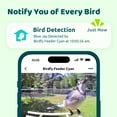 thumbnail image 2 of Birdfy Smart Bird Feeder with Camera, AI Identify 6000+ Species, Solar Powered,Eco-friendly Wooden, Ideal Gift, Cyan, 2 of 10