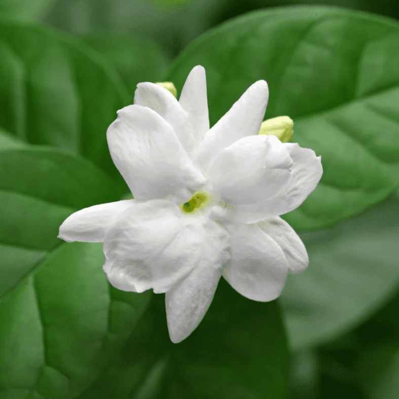 Orleans Sambac Jasmine Live Plant for Planting, Maid of Orlean Jasmine Live Plants, Jasmine Well Rooted, White Jasmine Flower Plants Tree, 4 to 6 Inch Tall, Ship No Pot