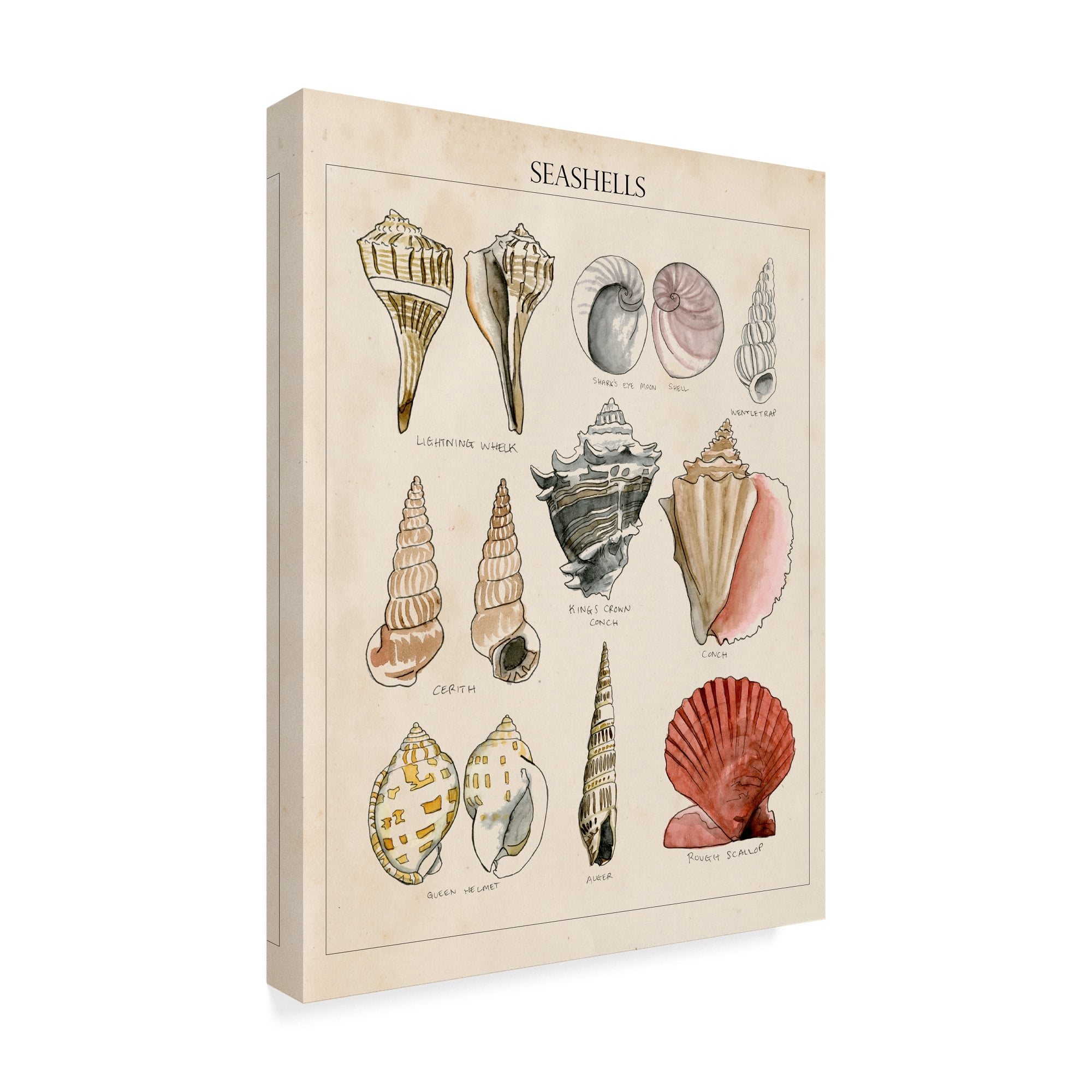 Trademark Fine Art 'Seashell Sketch II' Canvas Art by Naomi McCavitt