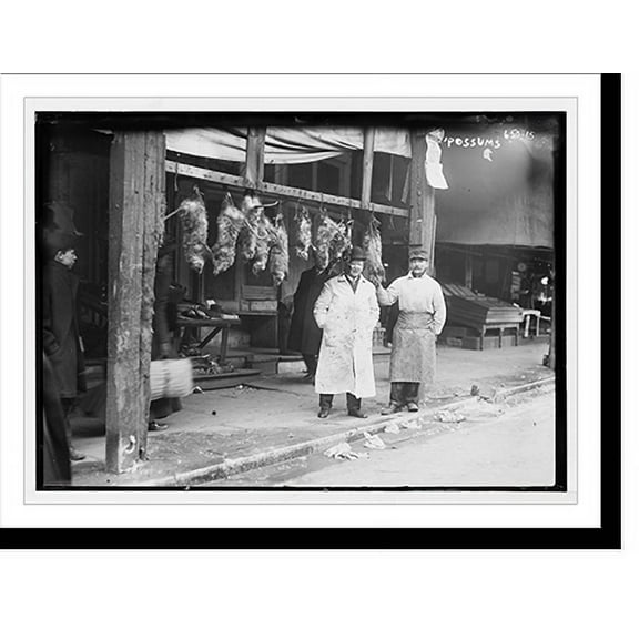 Historic Print, Oppossums hanging up outside shop, 16" x 20"