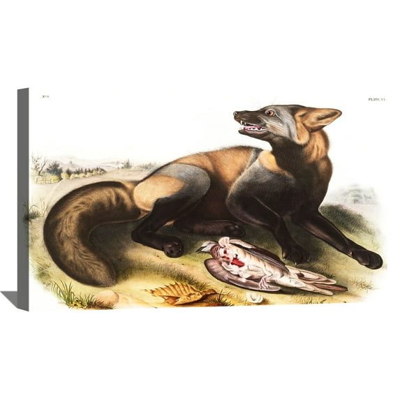 John James Audubon Painting American Cross Fox. By Audubon Canvas Art Birds Framed Wall Art