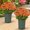 Orange, variant on Artificial Mums Fall Flowers, Artificial Sunset Mums Flowers Outdoor, Resistant Waterproof No Fade Faux Flowers Plants, for Garden Porch Patio Fall Home Decor (Yellow-10 Bundles),yellow,10 Bundles