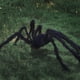 thumbnail image 2 of Arañas grandes de Halloween, decoraciones de arañas gigantes, arañas grandes de Halloween, araña aterradora falsa para césped de patio interior y exterior, 2 of 3