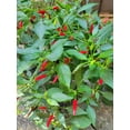 thumbnail image 4 of GSDWIUEW Graines de Piment Chili Thaï Dragon, Non Hybride, 100 Unités, 4 of 4