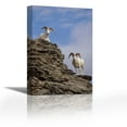 thumbnail image 1 of Dalls Sheep pair on rock outcrop, North America - Contemporary Fine Art Giclee on Canvas Gallery Wrap - wall décor - Art painting - 17 x 27 Inch - Ready to Hang, 1 of 2