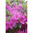 thumbnail image 3 of Karen Azalea, 3 of 9