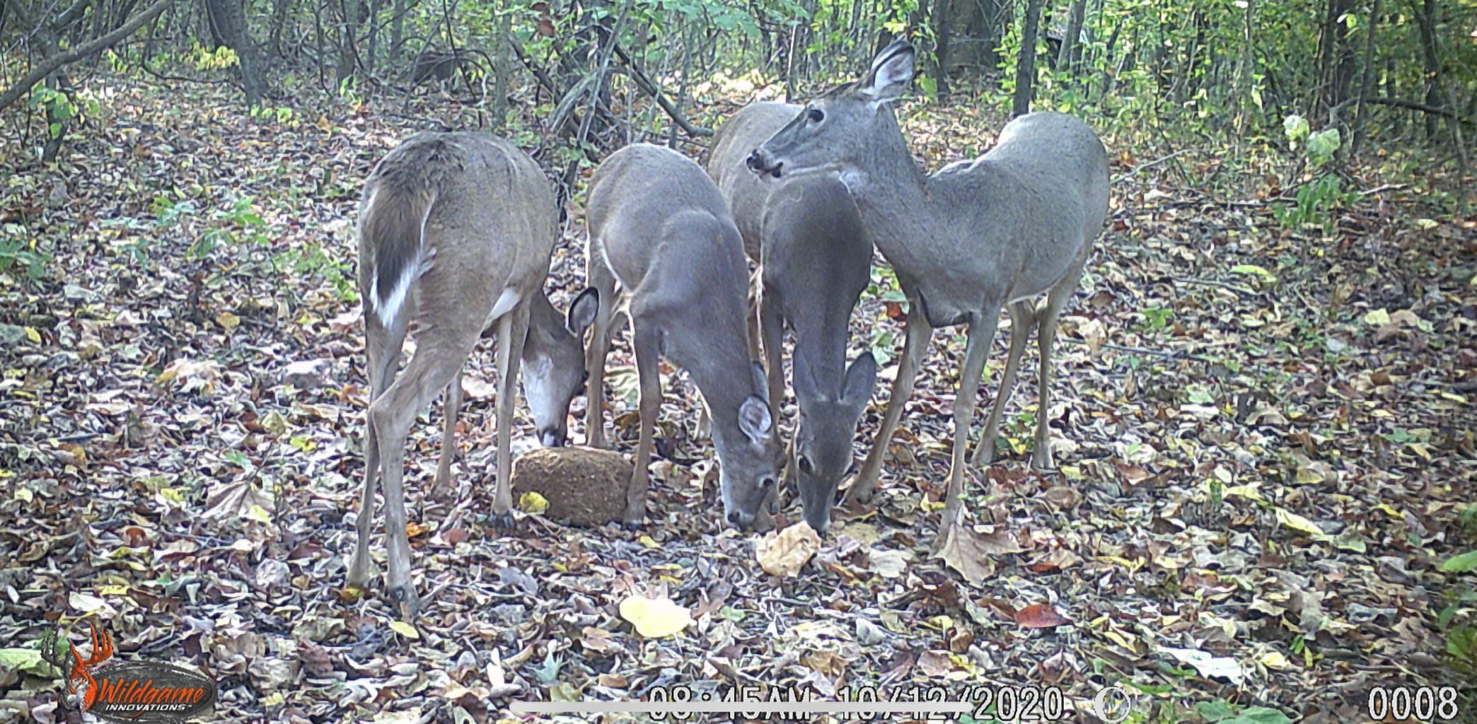 ACORN Spray: Create unlimited custom deer attractants with the patente