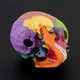 thumbnail image 5 of 15pcs/set 4D Disassembled Color Skull Anatomical Model Detachable Medical Teachi, 5 of 5